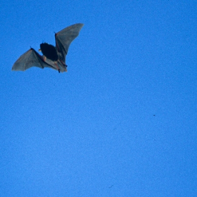 A scuola di pipistrello