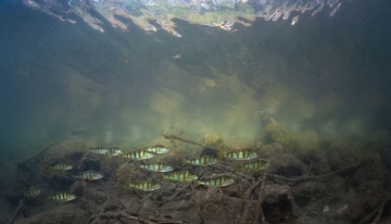 Banda di persici reali (specie introdotta) | Foto M. Nocciola 