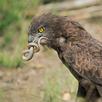 Ali in libert&agrave;