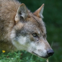 Se il lupo fa ritorno in Valsesia