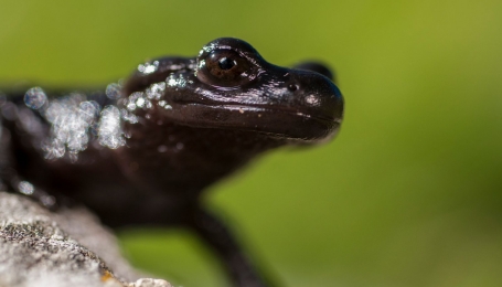 Primo piano della Salamandra di Lanza 