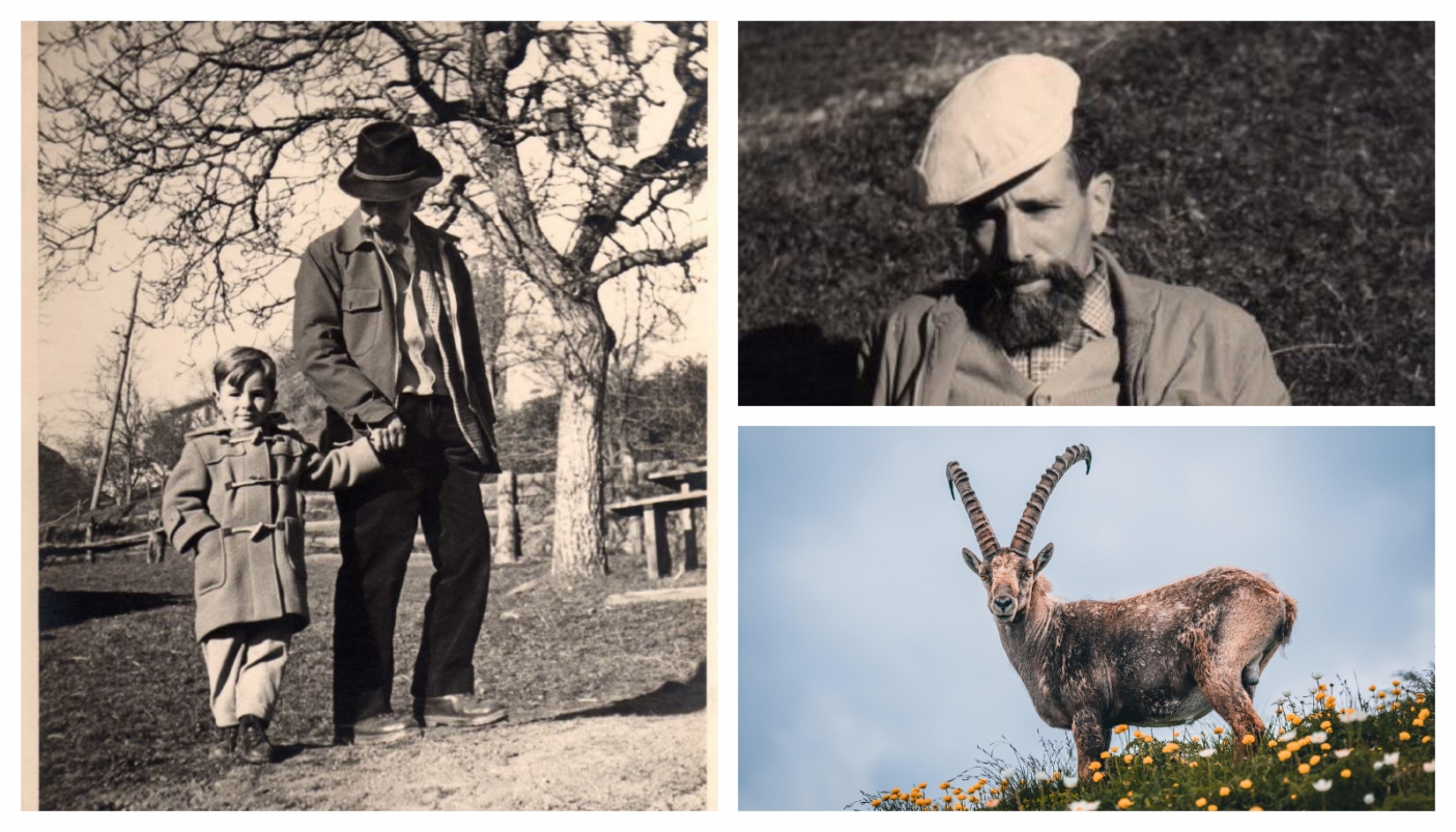 Da sx in senso orario: Fausto Stefenelli con il figlio Paolo e in un primo piano (archivio famiglia Stefenelli); lo stambecco simbolo del Parco nazionale del Gran Paradiso (da Pixabay)  