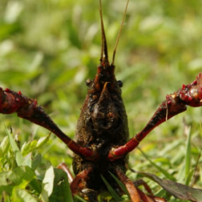 Il gambero venuto da lontano