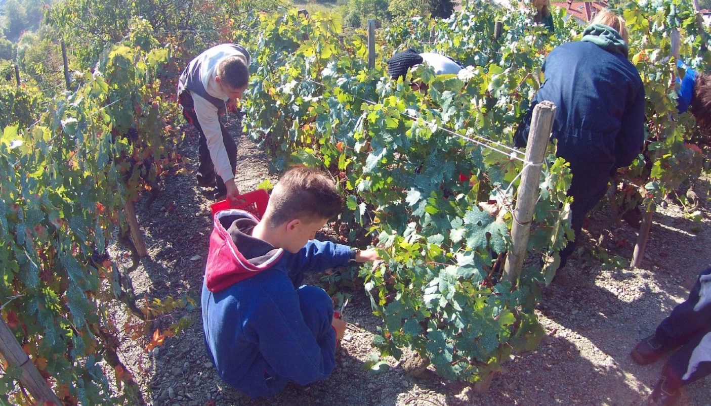 Studenti al lavoro nella vigna  - Foto archivio scuola forestale 