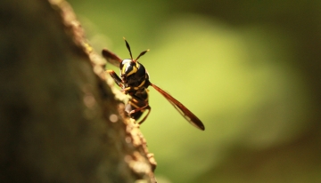 Una settimana di formazione sugli impollinatori