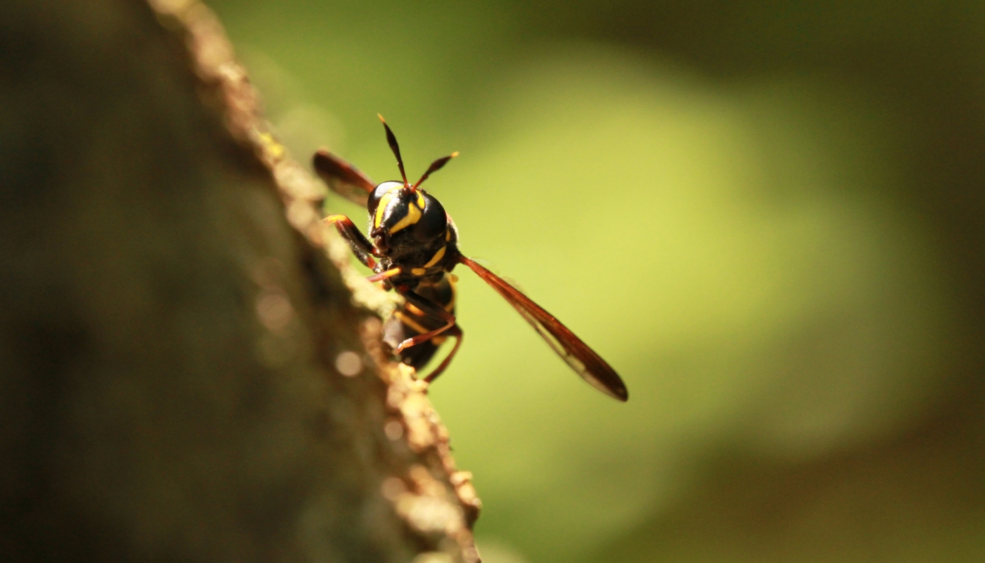 Sphiximorpha subsessilis | Foto Samuele Torta