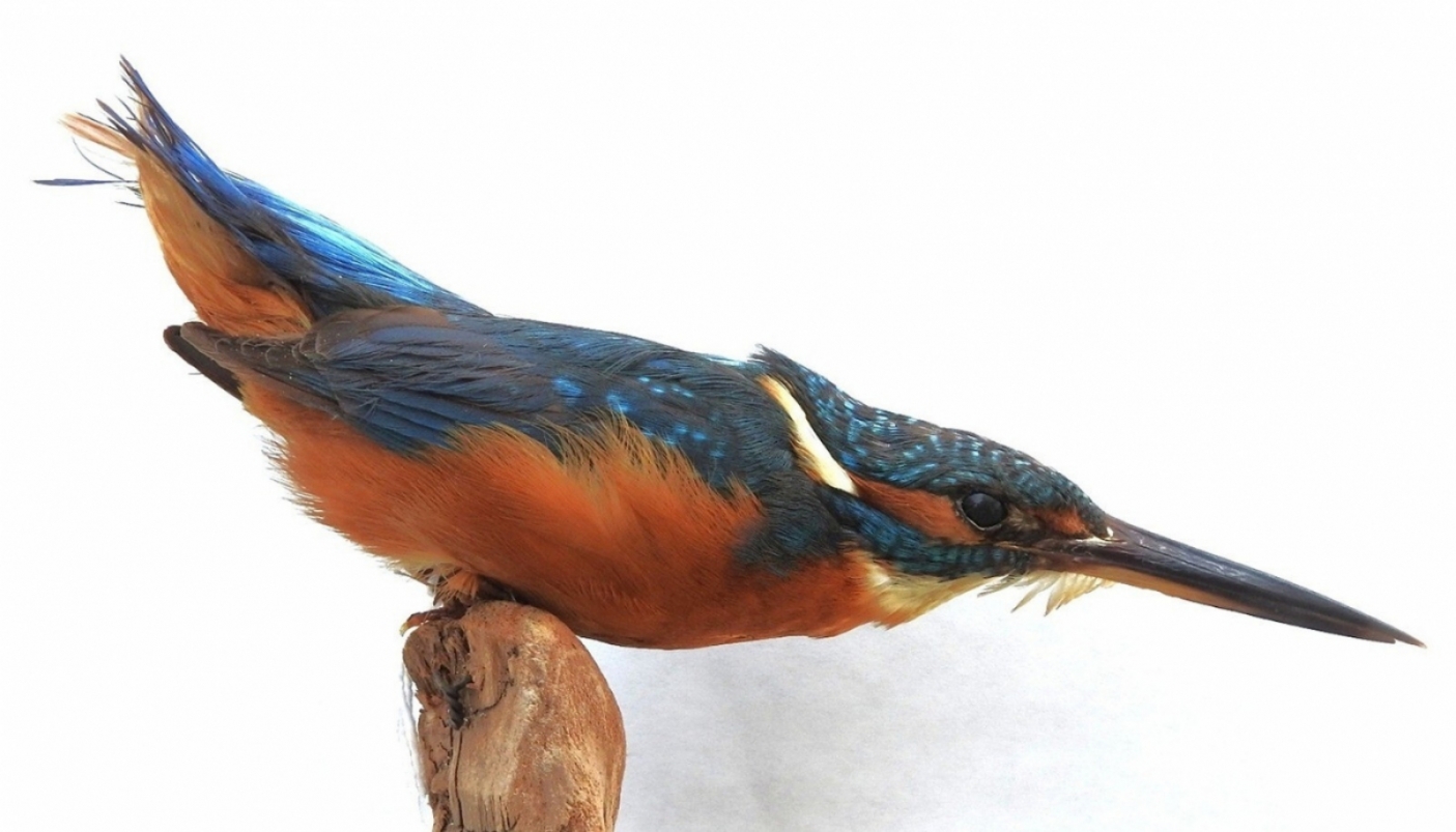 Esemplare tassidermizzato esposto presso il Museo di Zoologia dell'Universit&agrave; della Calabria - Foto p.g.c. Museo di Zoologia dell'Universit&agrave; della Calabria