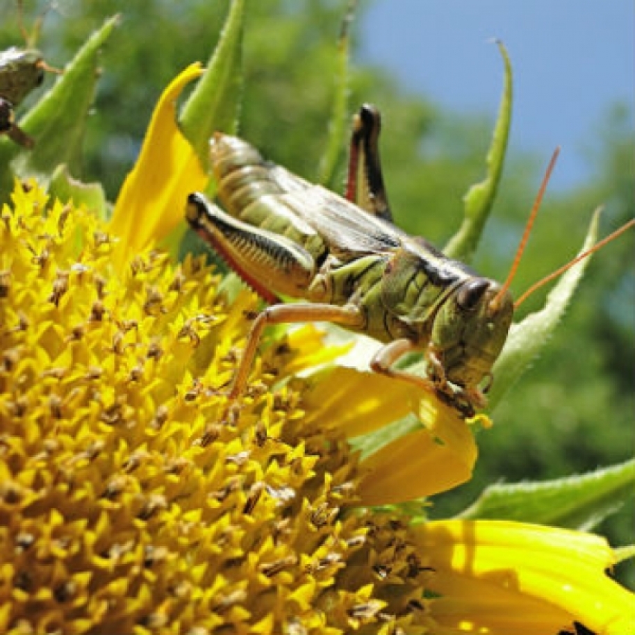 Disgustosi, prelibati insetti