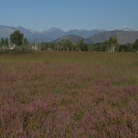 Brugo fiorito sulla Vauda Foto Toni Farina