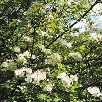 biancospino in fiore Loredana Matonti