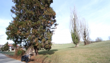 La sequoia solitaria di Vicoforte