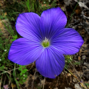 Il lino di Narbona e le altre specie