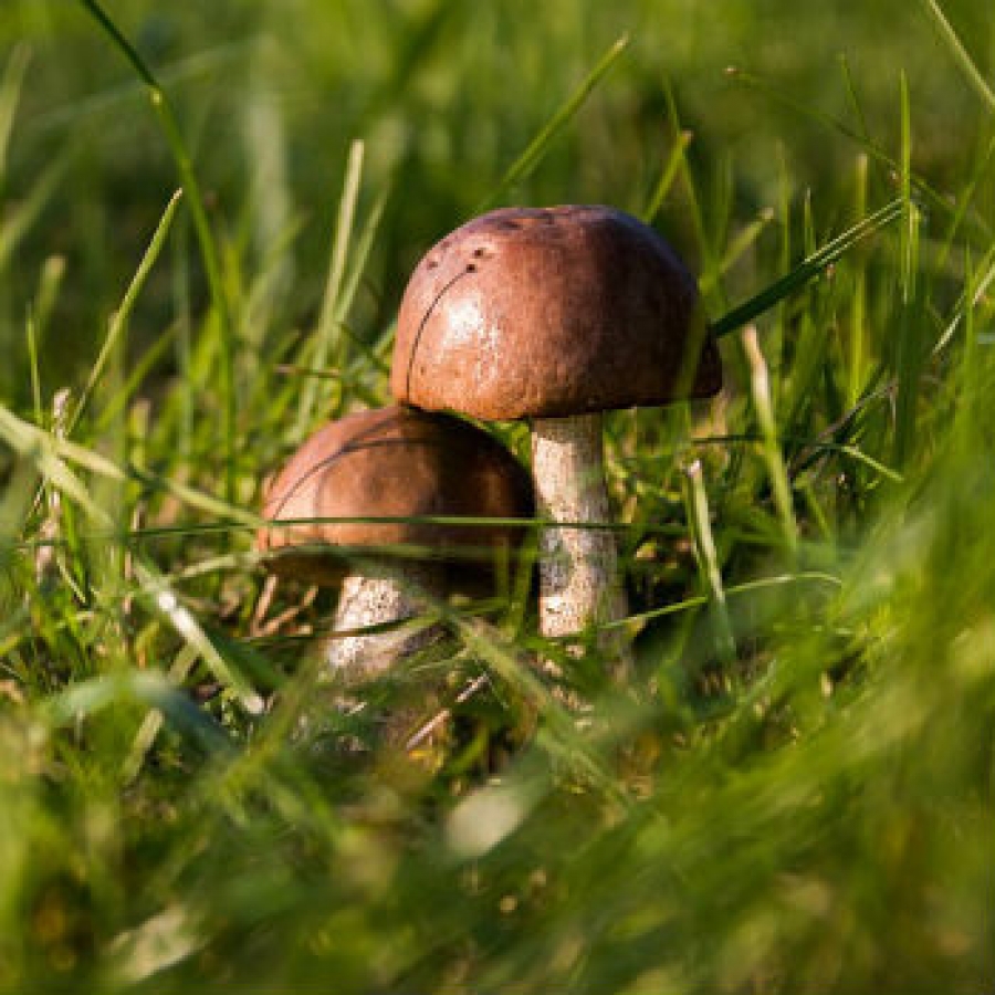 Funghi e sicurezza Pixabay.com