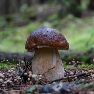Funghi in Piemonte, come raccoglierli