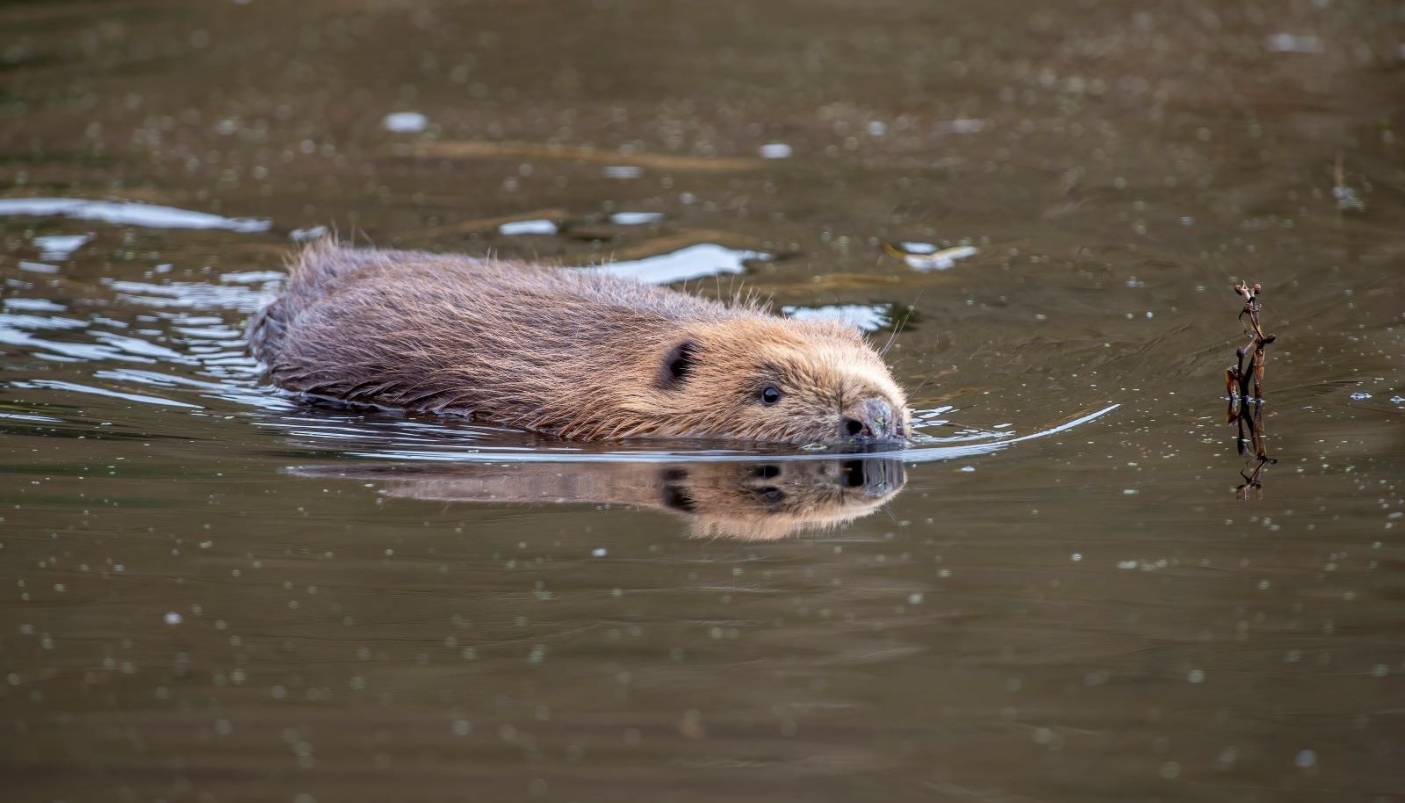 Castoro nuota verso il fotografo -  &copy; Beaver Trust 