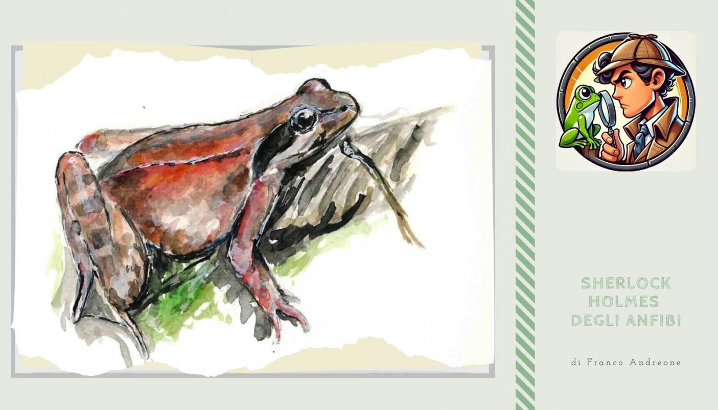 Disegno di F. Andreone 