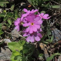 Il sentiero dei massi erratici