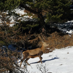 Metti, in inverno, un incontro con due cervi...