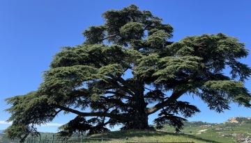 Il cedro de La Morra