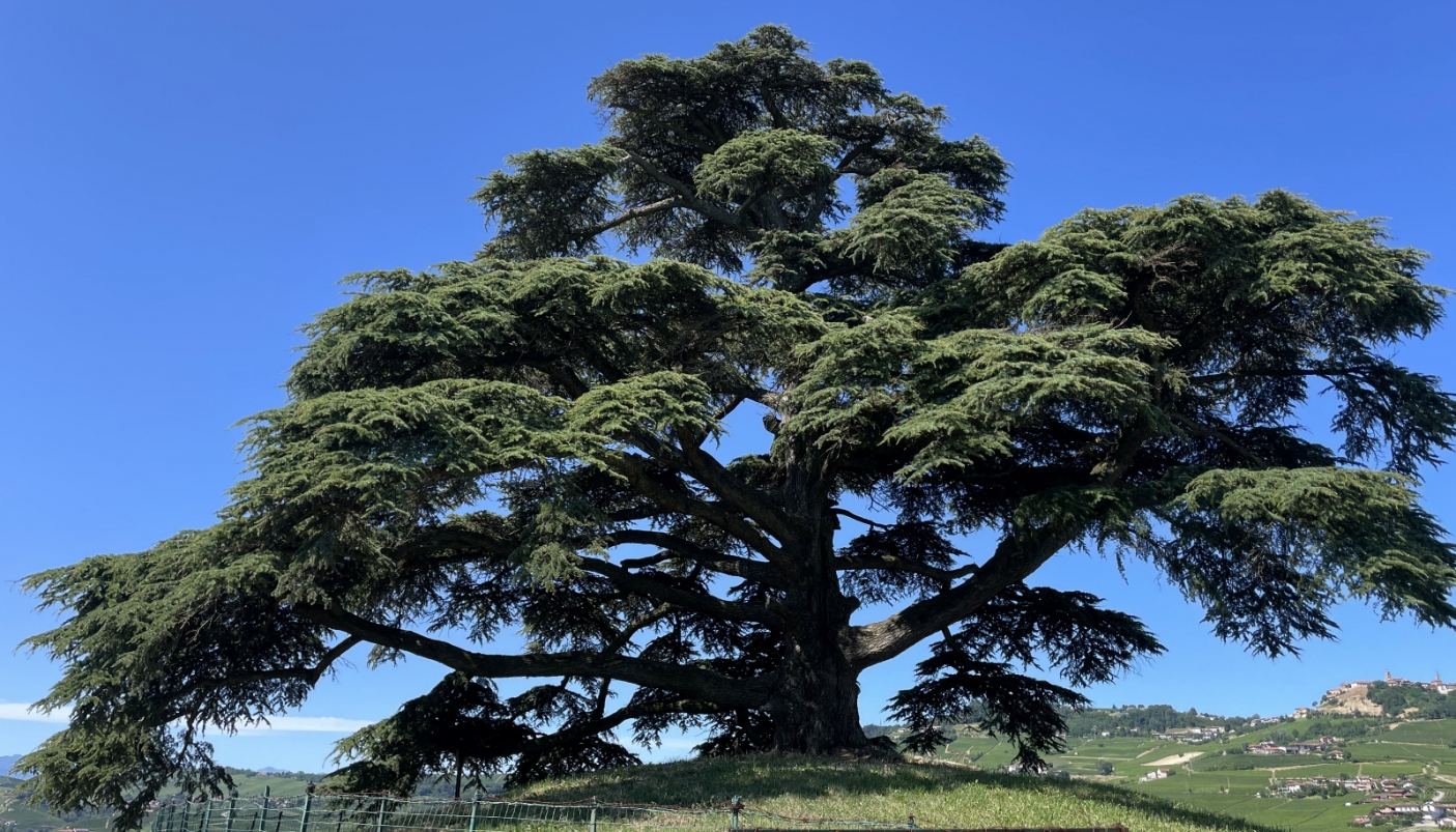 Il cedro de La Morra