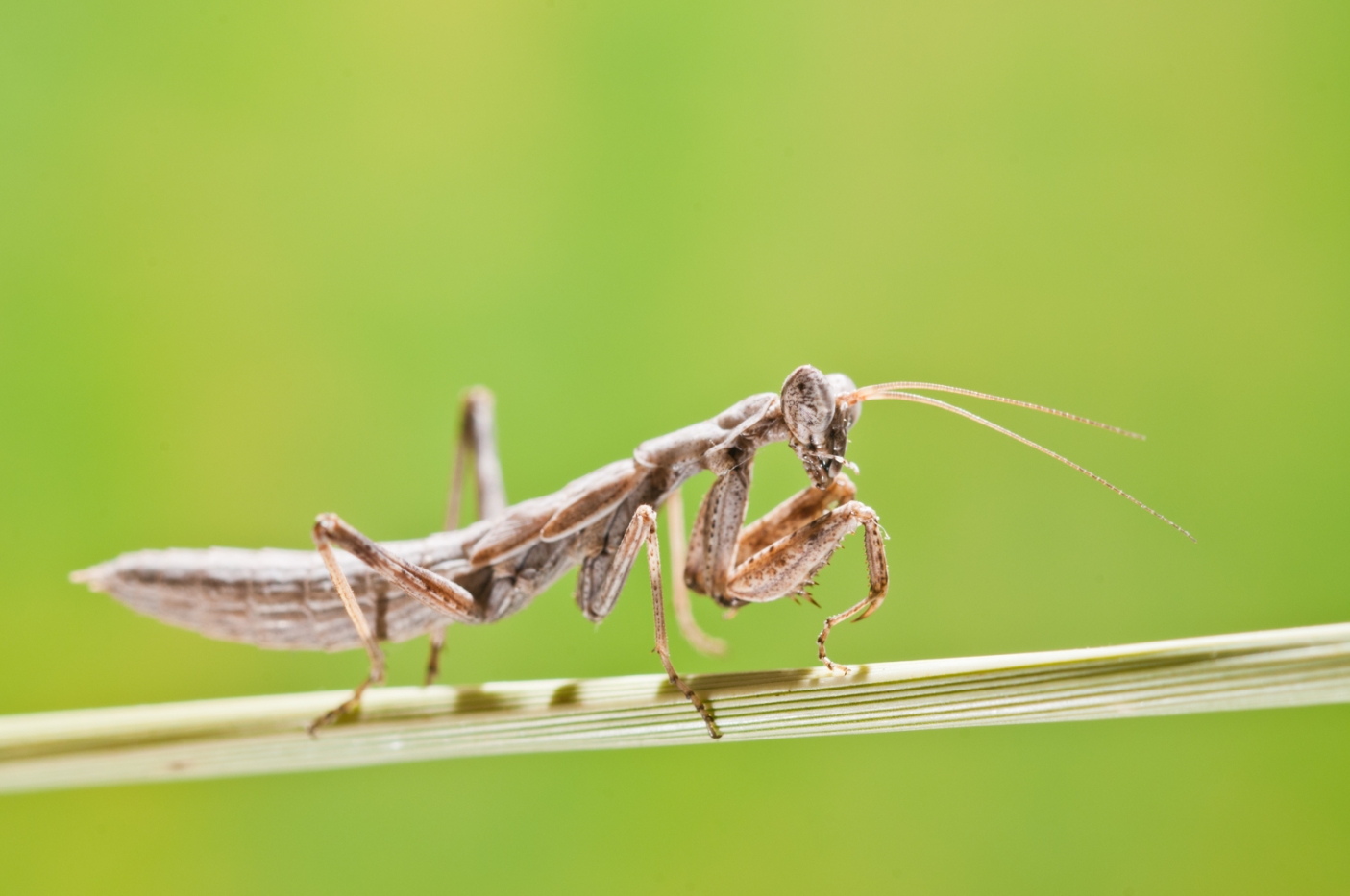 Ameles decolor - Foto F. Crovetto