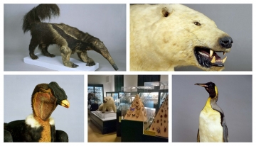 Alcune immagini delle esposizioni - Foto p.g.c. Museo civico di Storia Naturale di Ferrara 