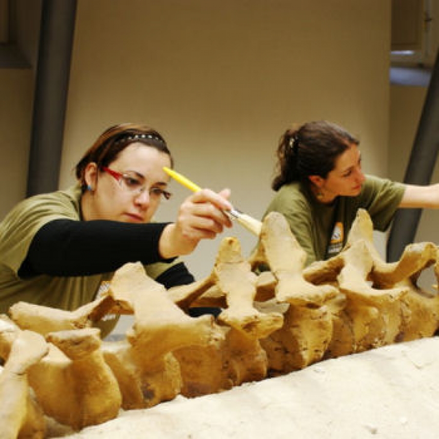 La Viglianottera, richiamo di punta del nuovo Museo palentologico 