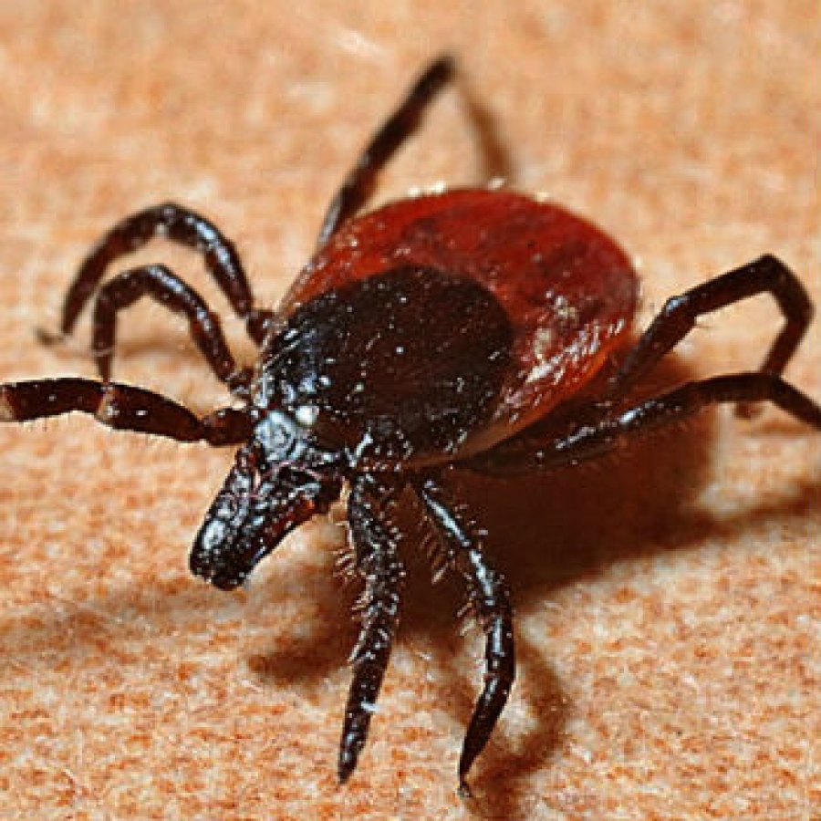 Come difendersi dalle punture di zecche