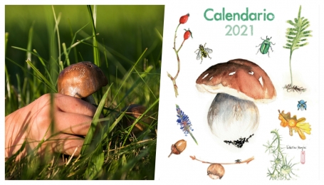 Il disegno del calendario (a destra) sono di Valentina Mangini.  