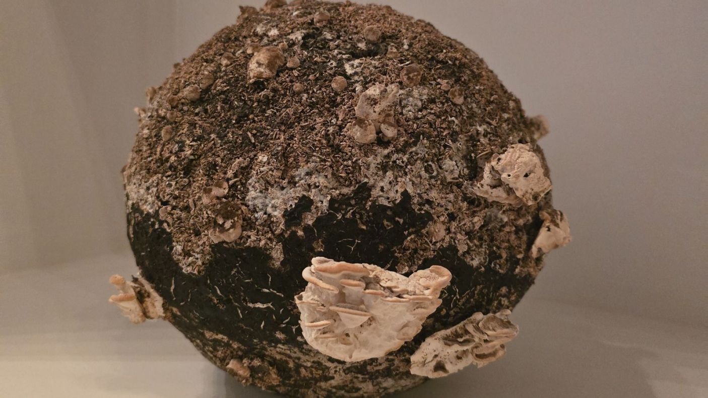 Un'opera di Nour Mobarak in cui il micelio del fungo Trametes versicolor interviene direttamente sulla materia, trasformando le sculture in organismi viventi che mutano 