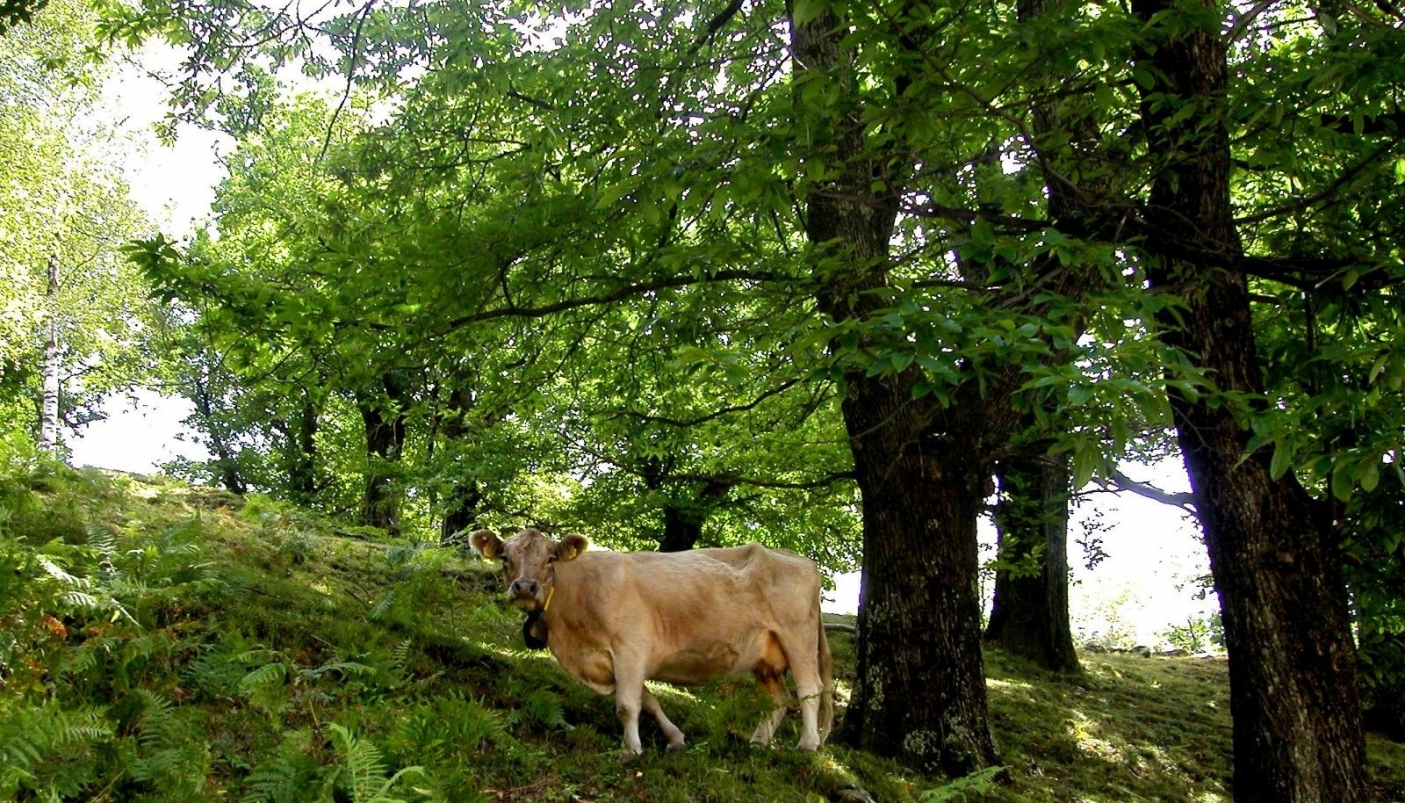  Uno dei pi&ugrave; antichi esempi di agricoltura circolare: il connubio tra zootecnia e castanicoltura - Foto G. Beccaro