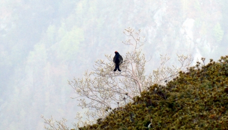 Fagiano di monte - Foto p.g.c. EGAP della Valsesia 