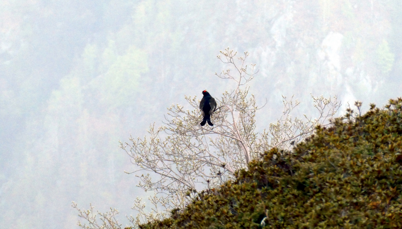 Fagiano di monte - Foto p.g.c. EGAP della Valsesia 