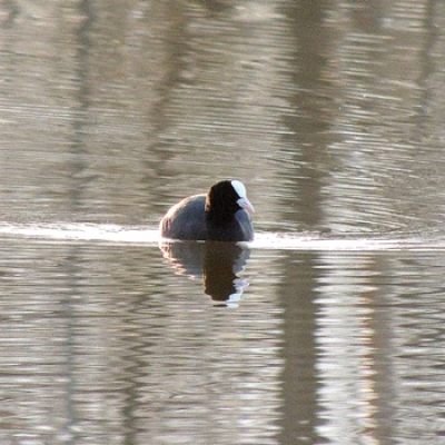 Quattro passi nei pressi del Lago Fontanej