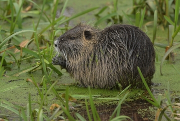 Nutria (Myocastor coypus)  - Foto S. Mannweiler (da Wikimedia) 