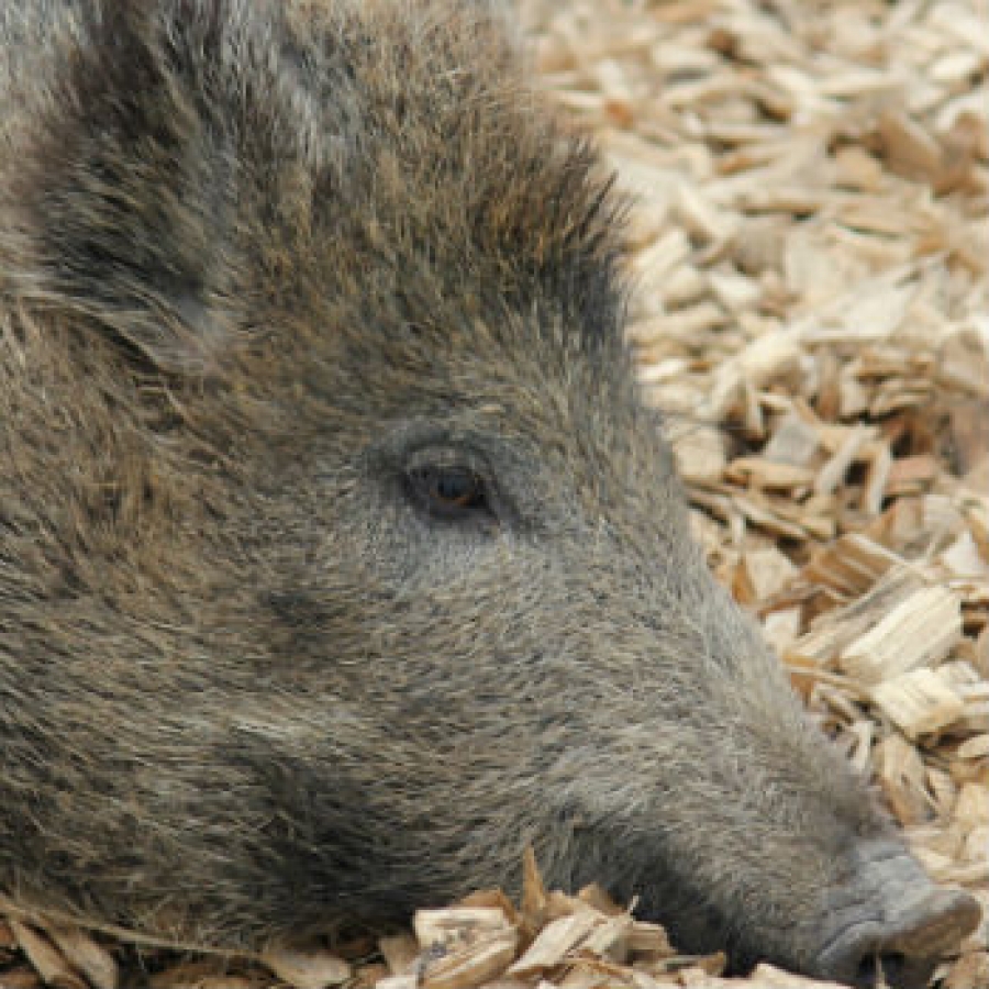 Parchi e cinghiali: esempio di un virtuoso connubio