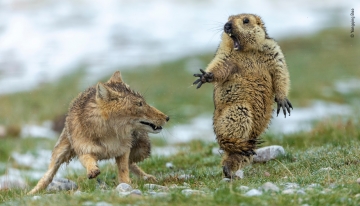&copy; Yongqing Bao - Wildlife Photographer of the Year 