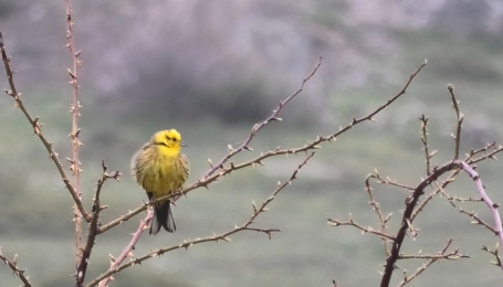 Lo zigolo giallo, ovvero la scusa per parlare di un colore