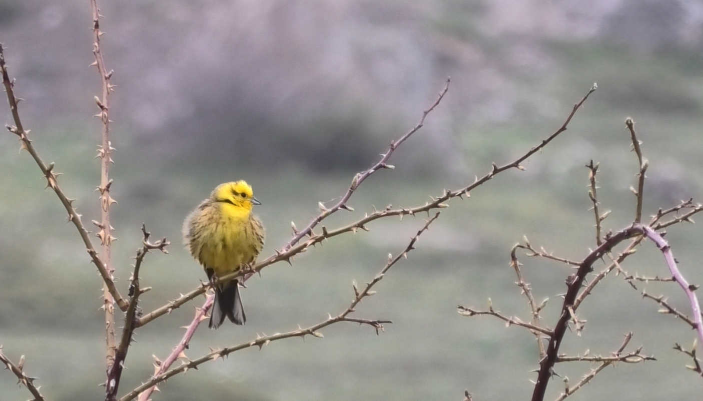 Lo zigolo giallo, ovvero la scusa per parlare di un colore
