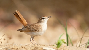 Usignolo d'Africa (cercotrichas galactotes sp.)