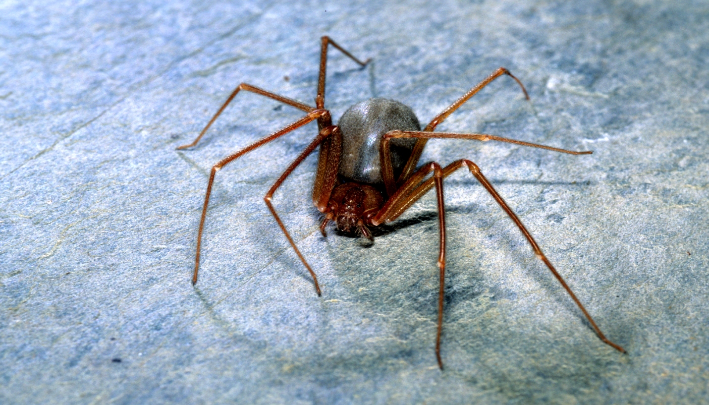 Ragno Violino (Loxosceles rufescens) foto di Francesco Tomasinelli