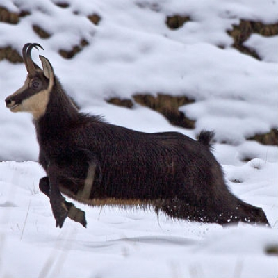 Val Grande. Un camoscio (foto R. Marini) foto di R. Marini