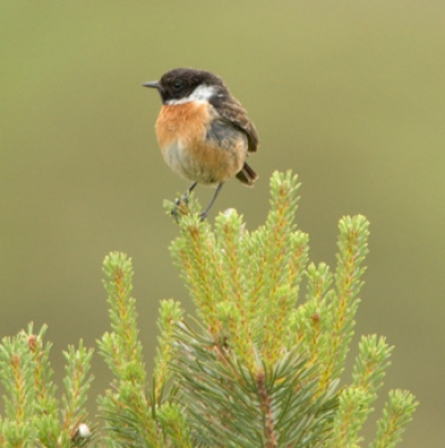 Nel Canavese, un angolo di natura diversa