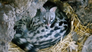 Esemplare di Genetta fotografato in Spagna 