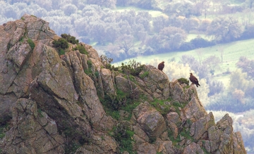 Aquile reali nel Parco nazionale dell'Aspromonte (foto A. Scuderi)