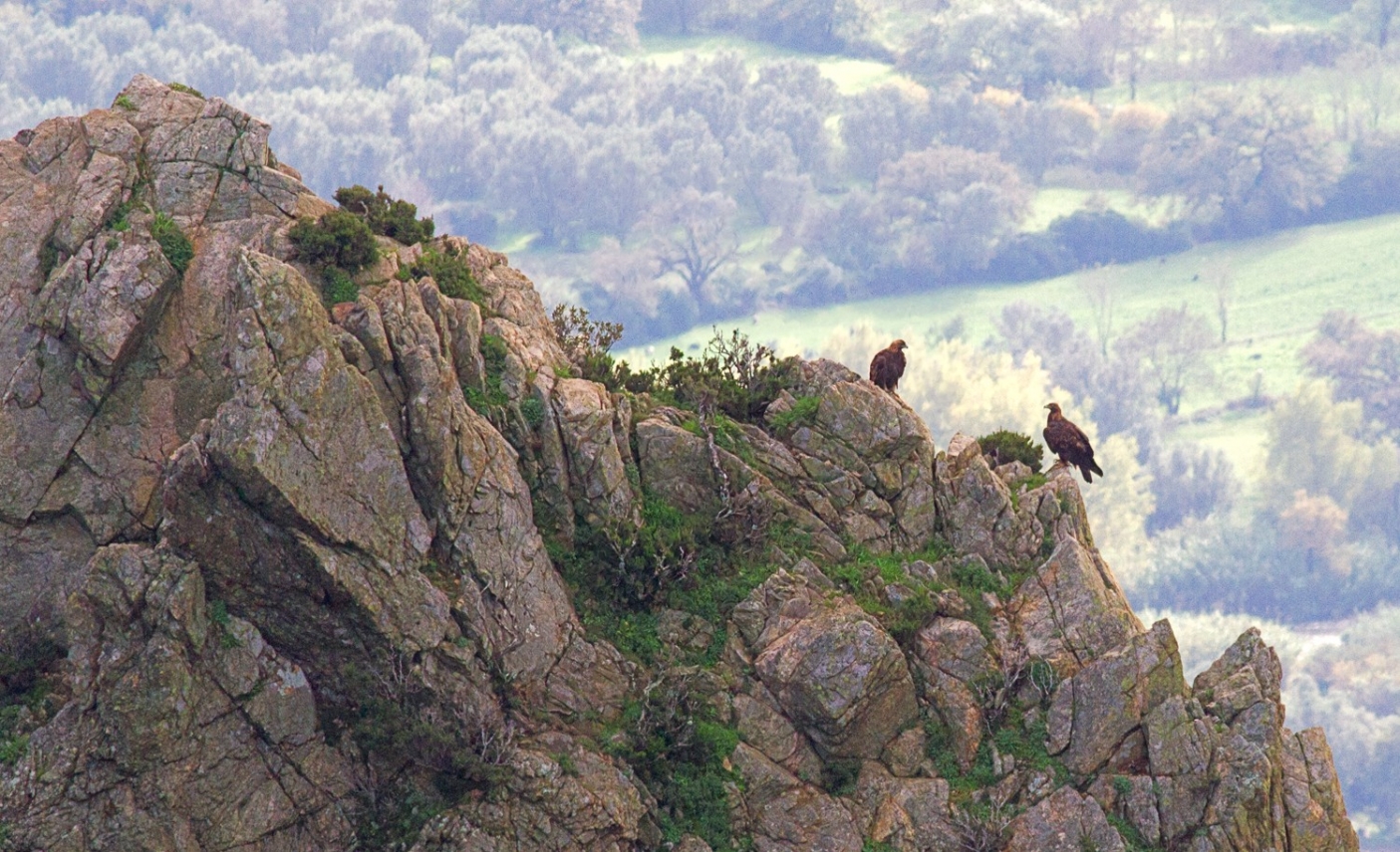 Aquile reali nel Parco nazionale dell'Aspromonte (foto A. Scuderi)