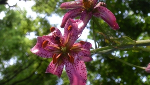 Lilium martagon (fonte Wikimedia)
