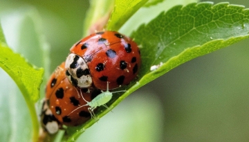 Coccinelle e afide - Foto Pixabay