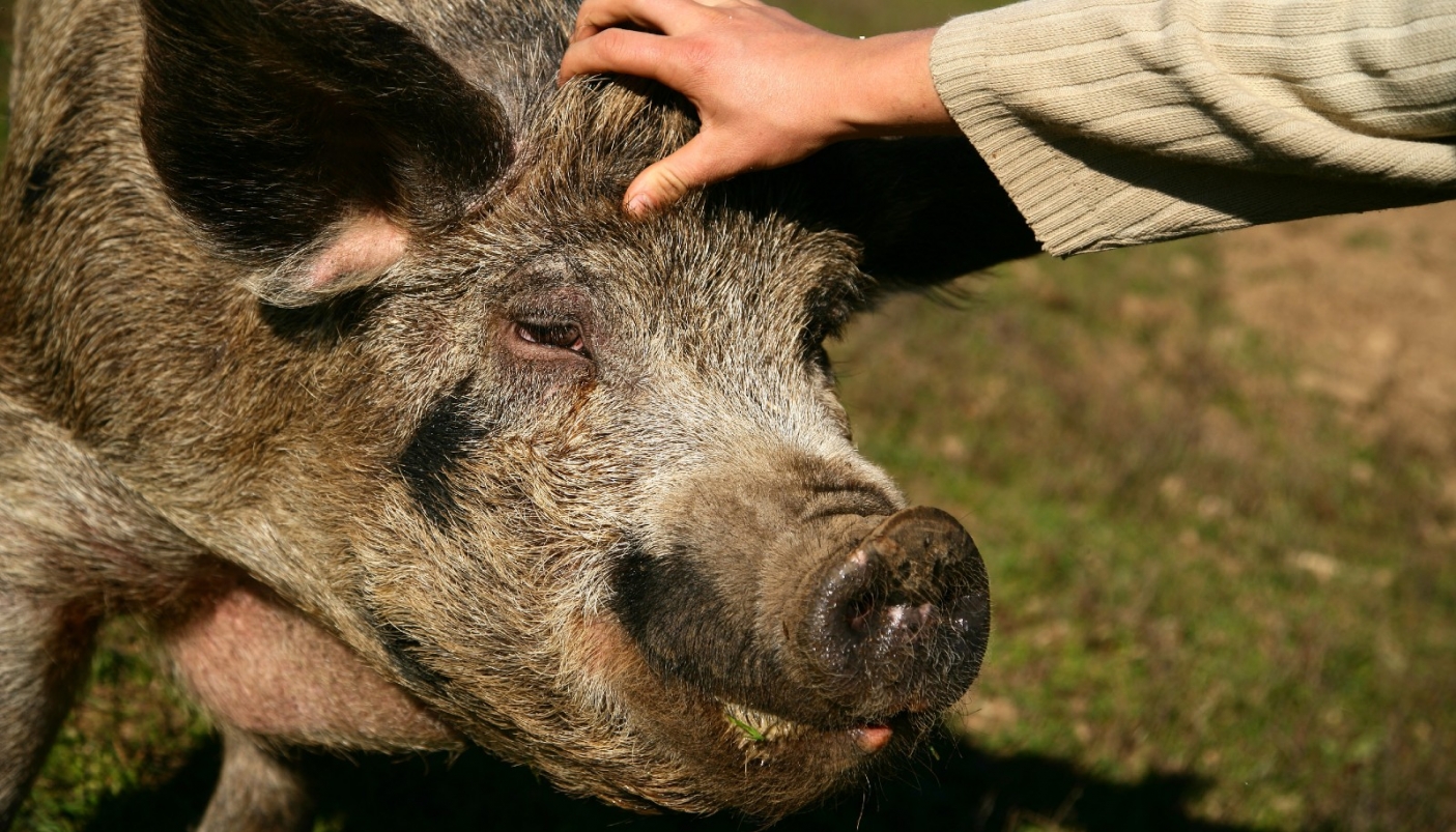 Foto: Vitadacani ODV - Associazione a tutela dei diritti animali 