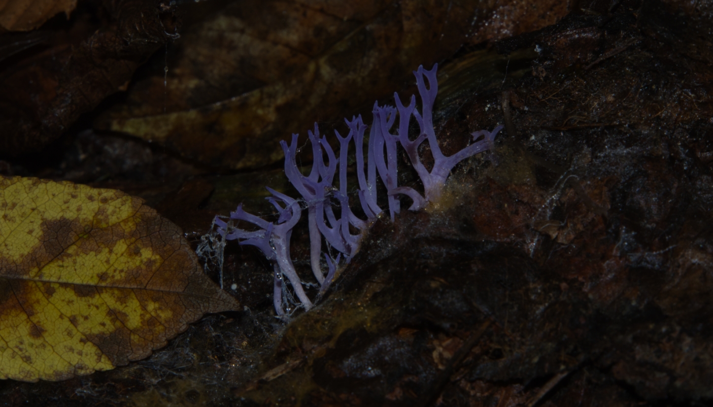 Ramariopsis Pulchella 